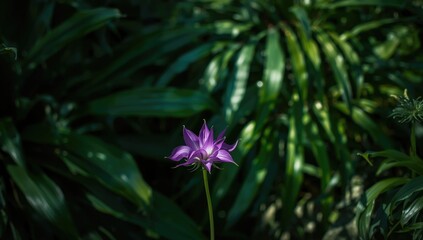 Henbane blossom with vibrant purple petals on leafy background, highlighting botanical features