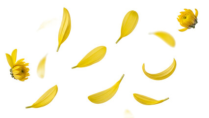 A close-up view of yellow flower petals falling through the air, surrounding a few whole flowers against a white background