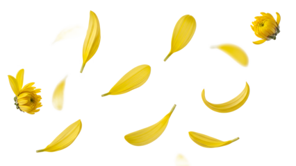 A close-up view of yellow flower petals falling through the air, surrounding a few whole flowers against a white background