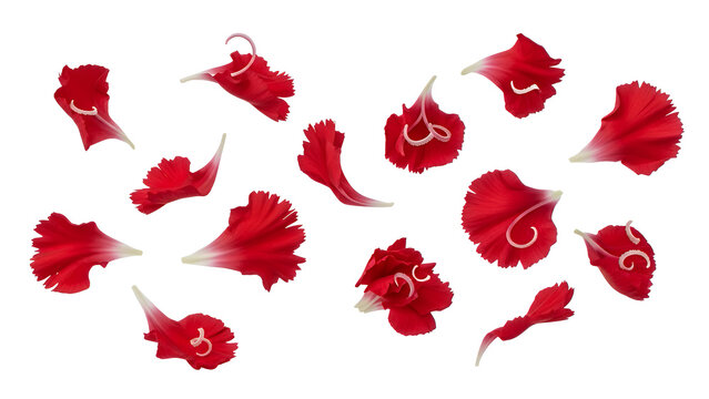 Red flower petals falling in air isolated on white background - Powered by Adobe