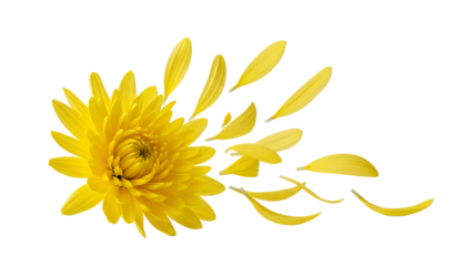 A bright yellow flower with detached petals on a white background