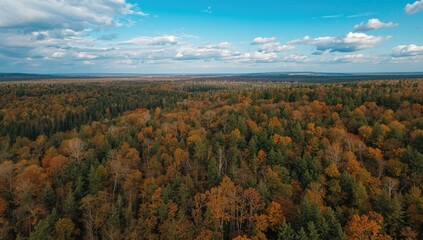 Top-down perspective of forest during fall with vibrant green and yellow foliage, highlighting seasonal transition in mixed woodland