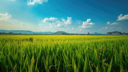 Aerial view of rice paddies in northern Thailand, highlighting agricultural landscape and planting stages