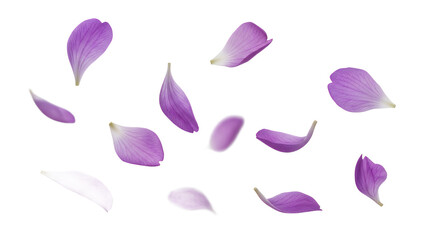 A serene garden scene with falling flower petals, viewed from above, capturing the delicate beauty of nature.