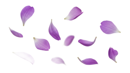 A serene garden scene with falling flower petals, viewed from above, capturing the delicate beauty of nature.