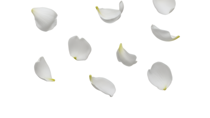 White flower petals floating in the air on a serene white background