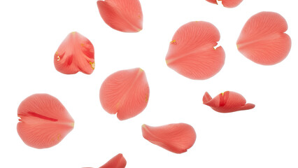 Fototapeta premium A close-up view of falling rose petals against a white background