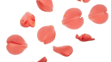 A close-up view of falling rose petals against a white background