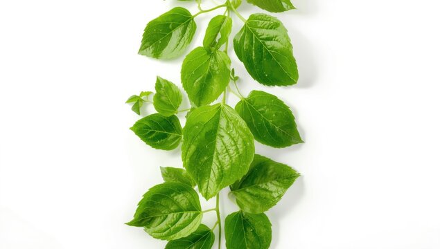 Winter melon leaves with clear background used for educational botanical displays, Earth Day