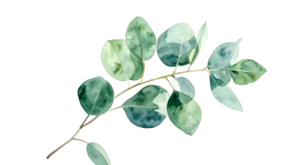 Watercolor illustration of eucalyptus leaves and branches against a transparent background