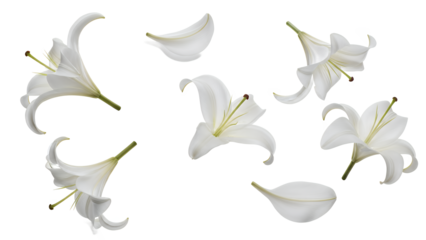A graceful collection of delicate white lily flowers and scattered petals, embodying purity and elegance, isolated beautifully on a crisp white background