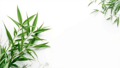 Obraz premium Isolated bamboo leaves creating a tropical border for spring-themed nature backdrops