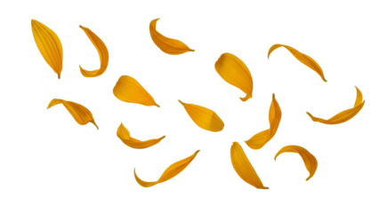 Scattered golden sunflower petals drifting and falling against a clean white background, evoking a sense of summer beauty and natural elegance