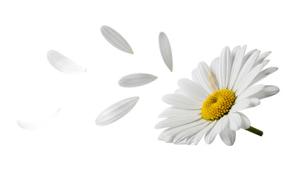 A delicate white daisy with yellow center, its petals gently falling away, symbolizing beauty and fragility on a clean white background