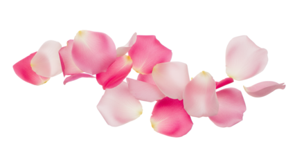 Scattered pink and white rose petals on a white background