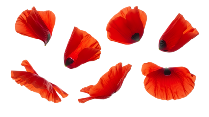 Collection of Seven Red Poppy Flower Petals Floating Against a White Background