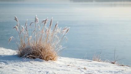 Reed bushes on a frozen pond shoreline during winter, functioning as natural habitat, winter season