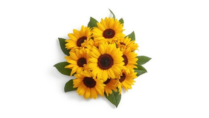 Single sunflower blossom with vibrant yellow petals on plain white, suitable for botanical themes