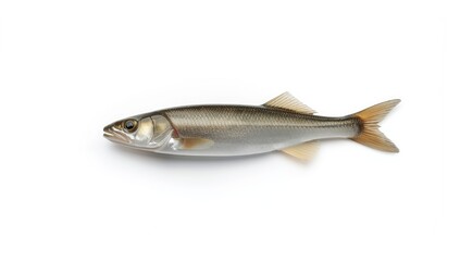 Fototapeta premium Freshwater fish seen in close-up against a plain white backdrop, ideal for biological research or identification purposes