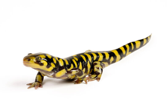 Barred tiger salamander, Western tiger salamander // Westlicher Tigersalamander (Ambystoma mavortium) 