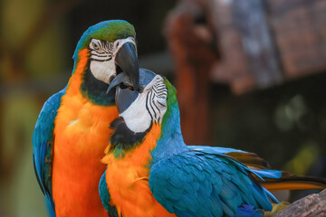 Close up head the blue macaw parrot bird in garden