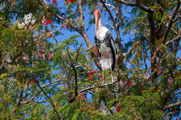 The Painted Stork bird (Mycteria leucocephala) on tree in nature