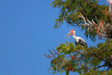 The Painted Stork bird (Mycteria leucocephala) on tree in nature
