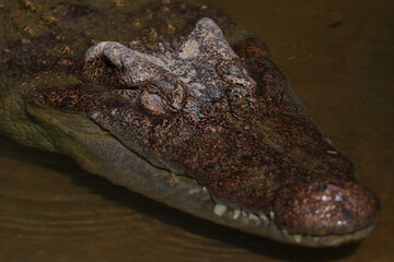 The crocodile is sleep on the river near canal