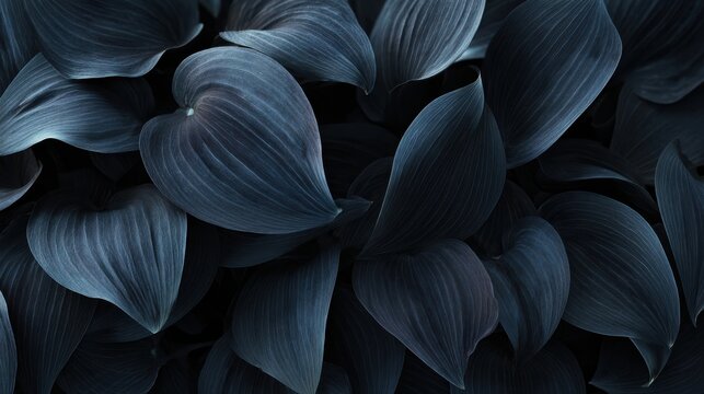 Dark blue hostas leaves filling the frame illustration