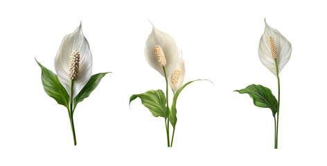 Set of white peace lily flower isolated on transparent background, in PNG format