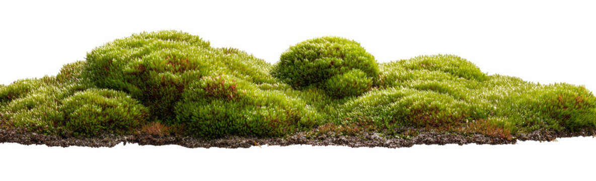 Lush green moss clumps, textured landscape