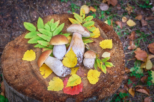 Porcini mushrooms on a stump with autumn leaves.