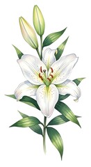 White Lily Blossom Isolated.