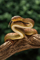 Mangrove pit viper (Trimeresurus purpureomaculatus) showing golden-brown coloration and both dorsal and ventral scale patterns.
