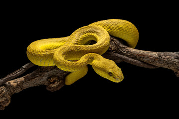 Yellow White Lipped Pit Viper - Trimeresurus insularis, is a venomous pit viper native to the Lesser Sunda Islands, Indonesia.