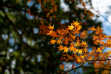 Bright orange maple leaves hang from a branch in autumn sunlight, capturing seasonal change, natural beauty, and a calm outdoor atmosphere.
