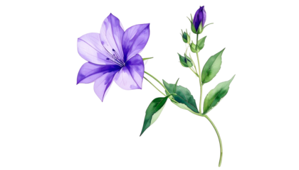Watercolor illustration of a vibrant purple bellflower blossom and unopened buds