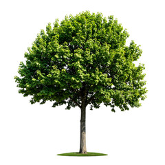 A vibrant, lush green tree with full foliage against a transparent background