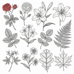 Naklejka premium Collection of Hand-Drawn Floral Elements and Leaves in Various Styles.