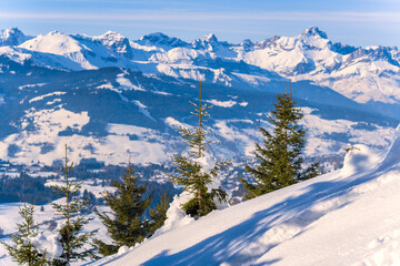 Fototapeta premium Small fir trees dusted with snow stand on a sunlit slope, with panoramic views of snow-covered mountains and a deep blue sky in the background. Crisp winter light enhances the contrast between the