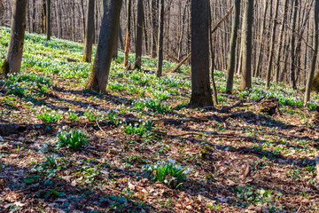 White snowdrop flowers (Galanthus nivalis) in a spring forest