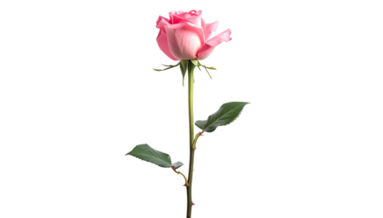 A solitary pink rose with stem and leaves, isolated on a black background