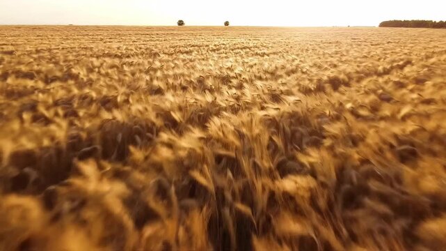 Wide aerial drone shot sweeping over vast golden wheat fields ready for harvest swaying gently in the summer wind creating natural organic patterns countryside, agriculture, fieldsofgrain