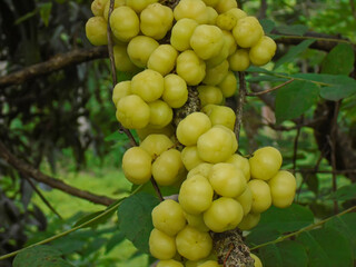 Close-up Star Gooseberry Fruits on Tree Branch. Tropical Sour Yellow Berries