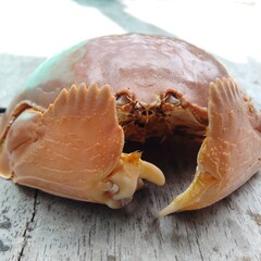 Close-up of a brown crab with smooth carapace and large claws resting on a rustic wooden surface, captured in natural light, showcasing marine wildlife, seafood concept, and coastal life details.