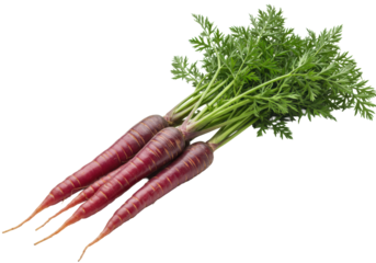 Three vibrant, raw purple carrots with lush green tops arranged diagonally on a transparent background with copy space, sharp focus, photorealistic studio shot, concept of organic freshness and