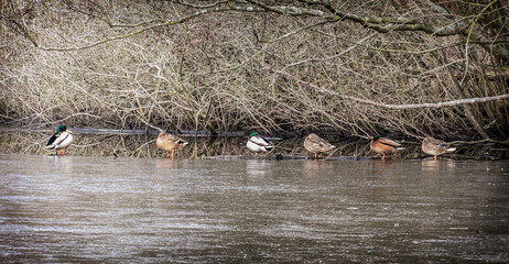 Wild Ducks Resting Along a Calm River on a Winter Day