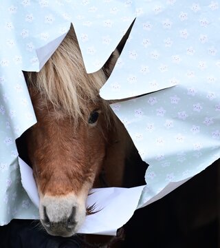 S&uuml;&szlig;es Shetland Pony steckt seinen Kopf durch weihnachtliches Geschenkpapier