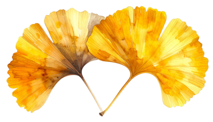 Two overlapping yellow ginkgo leaves, watercolor style, against a black background