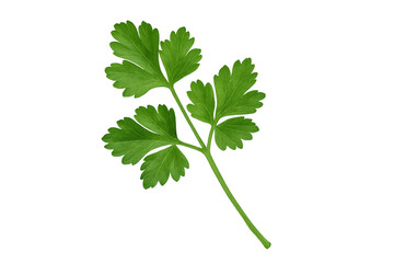 Fresh green parsley herb sprig on transparent background